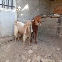 کهره نر|حیوانات مزرعه|شیراز, شهدای شهرک سعدی|دیوار