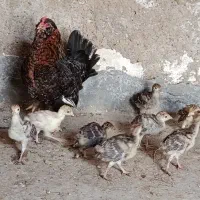 جوجه بوقلمون