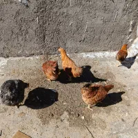 مرغ جوان 5 ماهه|حیوانات مزرعه|محمدشهر, محمدشهر|دیوار