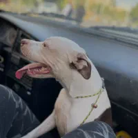 پیتبول ماده