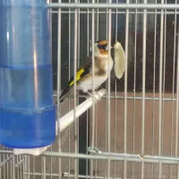 سهره قناری تعداد بالا|پرنده|رشت, دیانتی|دیوار