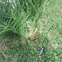 فروش جنگ مضافتی و ربی