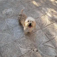 فروش ژرمن مو کلاسیک نر +هدیه ،توضیحات کامل|سگ|بم, |دیوار