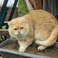 گربه های خیلی ناز|گربه|یزد, |دیوار