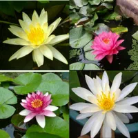 فروش نیلوفر آبی و گیاهان آبزی|گل و گیاه طبیعی|رامسر, |دیوار