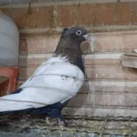 کبوترسینه ای پاک