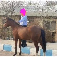 کره اسب نریون ۱۶ماهه