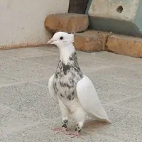 کبوتر طوقی نر
