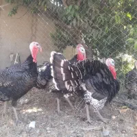 بوقلمون سینه پهن
