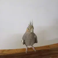 عروس هلندی سالم رودهن مهرآباد|پرنده|رودهن, |دیوار