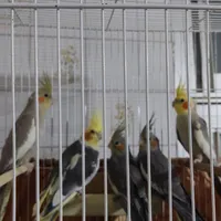 یه جفت عروس هلندی مولد با سه تا جوجه بزرگ