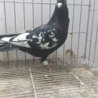 سینه سیاه سینه سبز|پرنده|مشهد, نوید|دیوار