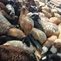 عقیقه.نذری مراسمات.گوسفندزنده