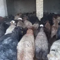 فروش میش داشتی