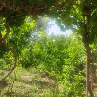 سوله کارگاهی|اجارهٔ دفتر صنعتی، کشاورزی، تجاری|شیراز, شاپورجان|دیوار