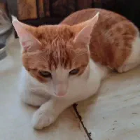 دو عدد گربه نر و ماده کاملا دستی|گربه|اصفهان, باغ فدک|دیوار