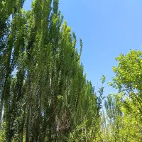 باغ-باغچه-500-متری
