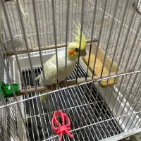 عروس هلندی|پرنده|تربت جام, یحیی آباد|دیوار