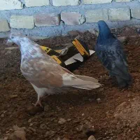 ۱۴ تا کفتر اوچان و رنگی