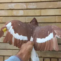 کفتر گرفتنی