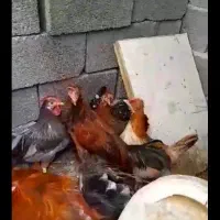 مرغ و خروس محلی|حیوانات مزرعه|بندر دیر, |دیوار