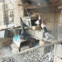 فروش هفت تا کفتر پلاکی بدرد بخور فیروز آباد|پرنده|شیراز, اکبر آباد|دیوار