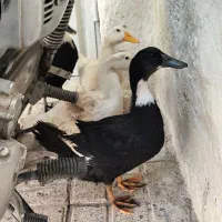 مرغابی چهار عدد