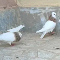 ظرف و کفتر فروشی و معاوضه