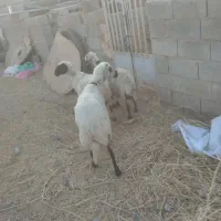 گوسفند|حیوانات مزرعه|رفسنجان, |دیوار