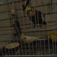 عروس هلندی نر و ماده حرف هم میزنه