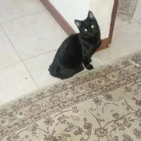 خانگی|گربه|اصفهان, بهارستان|دیوار