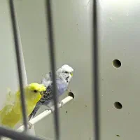 مرغ عشق انگلیسی و پروانه ای