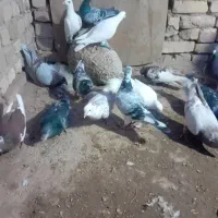 کبوتر پرشی صاف