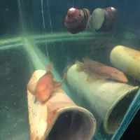 لجنخوار / کت پوزه بوته ای سوپر باله|ماهی|تهران, حکیمیه|دیوار