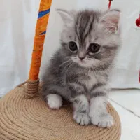 بچه‌گربه، نژاددار، بریتیش