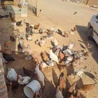 جوجه مرغ ۶ ماهه واکسن خورده|حیوانات مزرعه|پیشخور, |دیوار