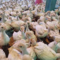 جوجه بوقلمون بیوتی ۵۰۰ گرمی