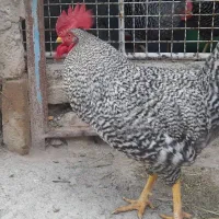 خروس پلیموت راک