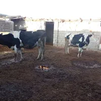 گاو|حیوانات مزرعه|نیشابور, خط کاشمر|دیوار