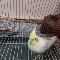 جفت عروس هلندی زیبا