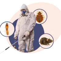 سمپاشی تخصصی ساس، سوسک ریشه کنی 100% با ضمانت کتبی