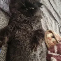 اَفتو گربه ی معروف کارناوال|گربه|تهران, شمسآباد|دیوار