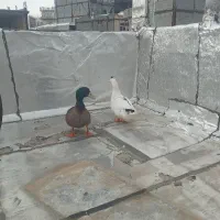 اردک(سونه)|حیوانات مزرعه|جوانرود, |دیوار