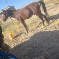 اسب|اسب و تجهیزات اسب‌سواری|شیراز, اکبر آباد|دیوار