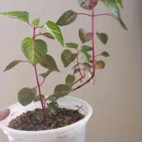 گل طبیعی|گل و گیاه طبیعی|زنجان, |دیوار