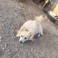 سگ پاکوتاه روباهی