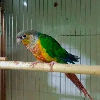 عروس هلندی گریچیک توله برزیلی