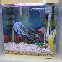 آکواریوم|ماهی|رباطکریم, نصیرشهر|دیوار