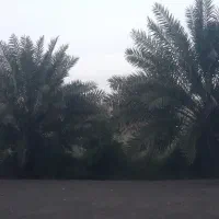 اجاره-5هکتار-زمین-کشاورزی