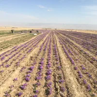 پیاز زعفران درجه ۱